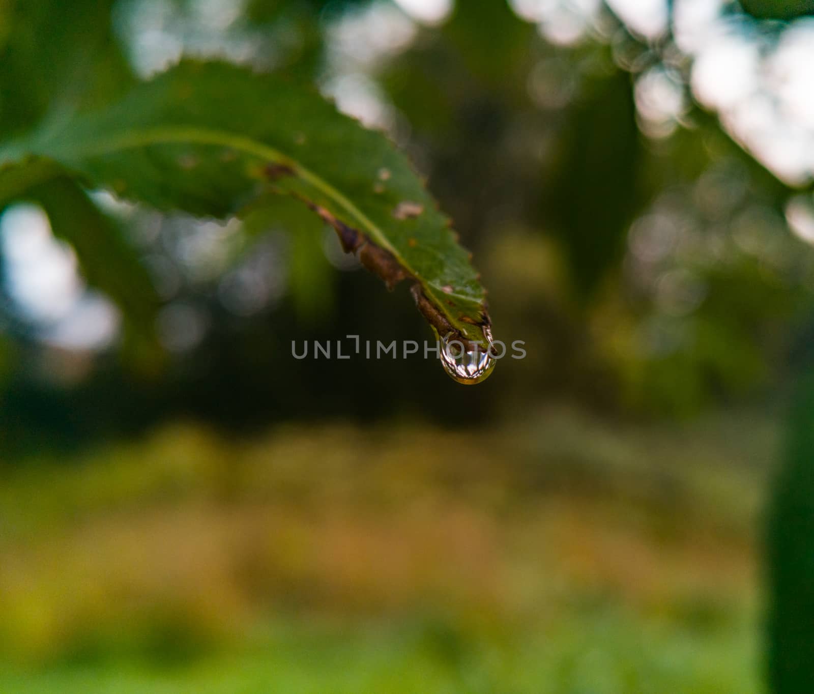 Small drop of morning dew lying on the edge of leaf