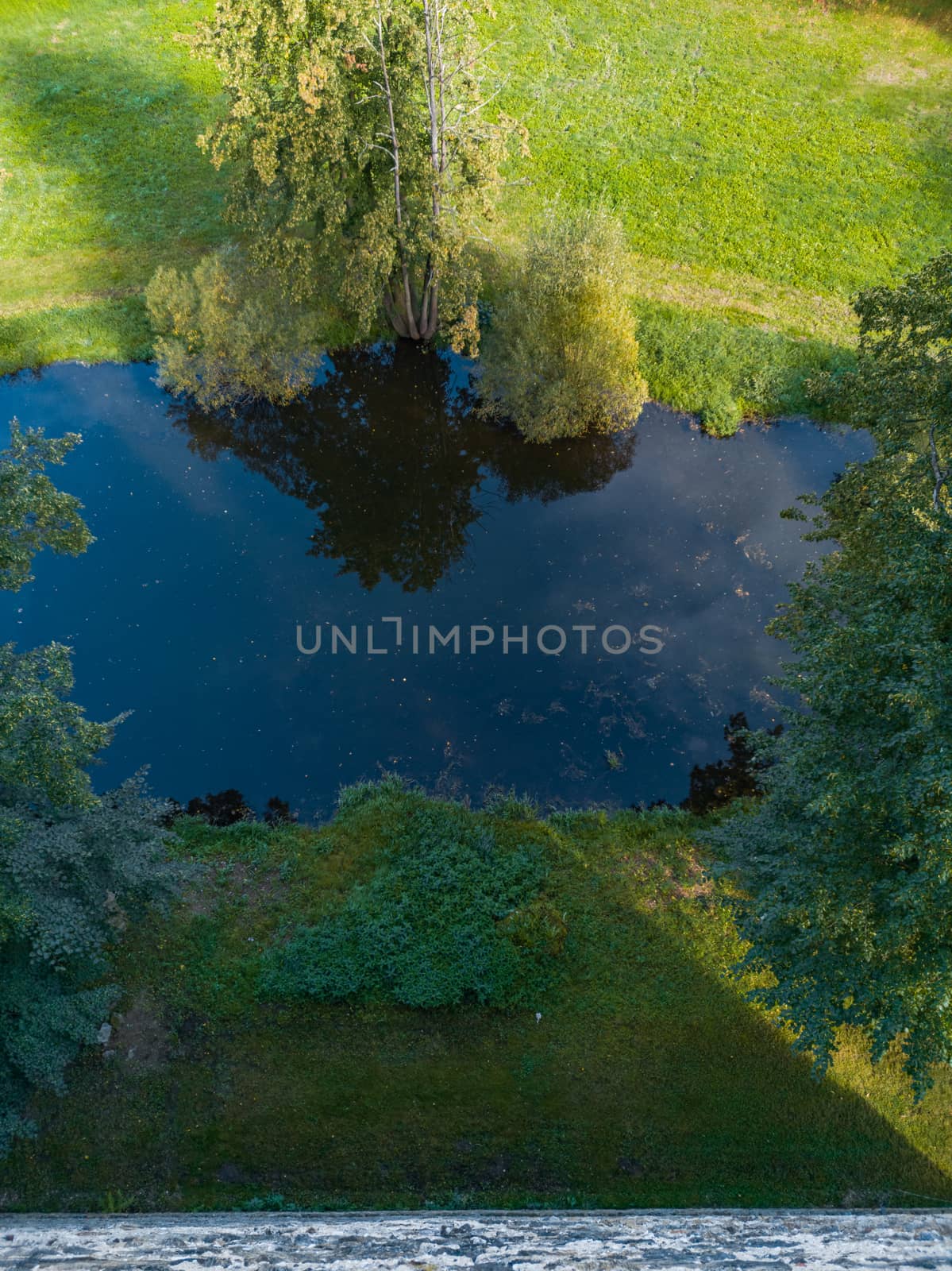 Small tree reflecting in small river like in mirror