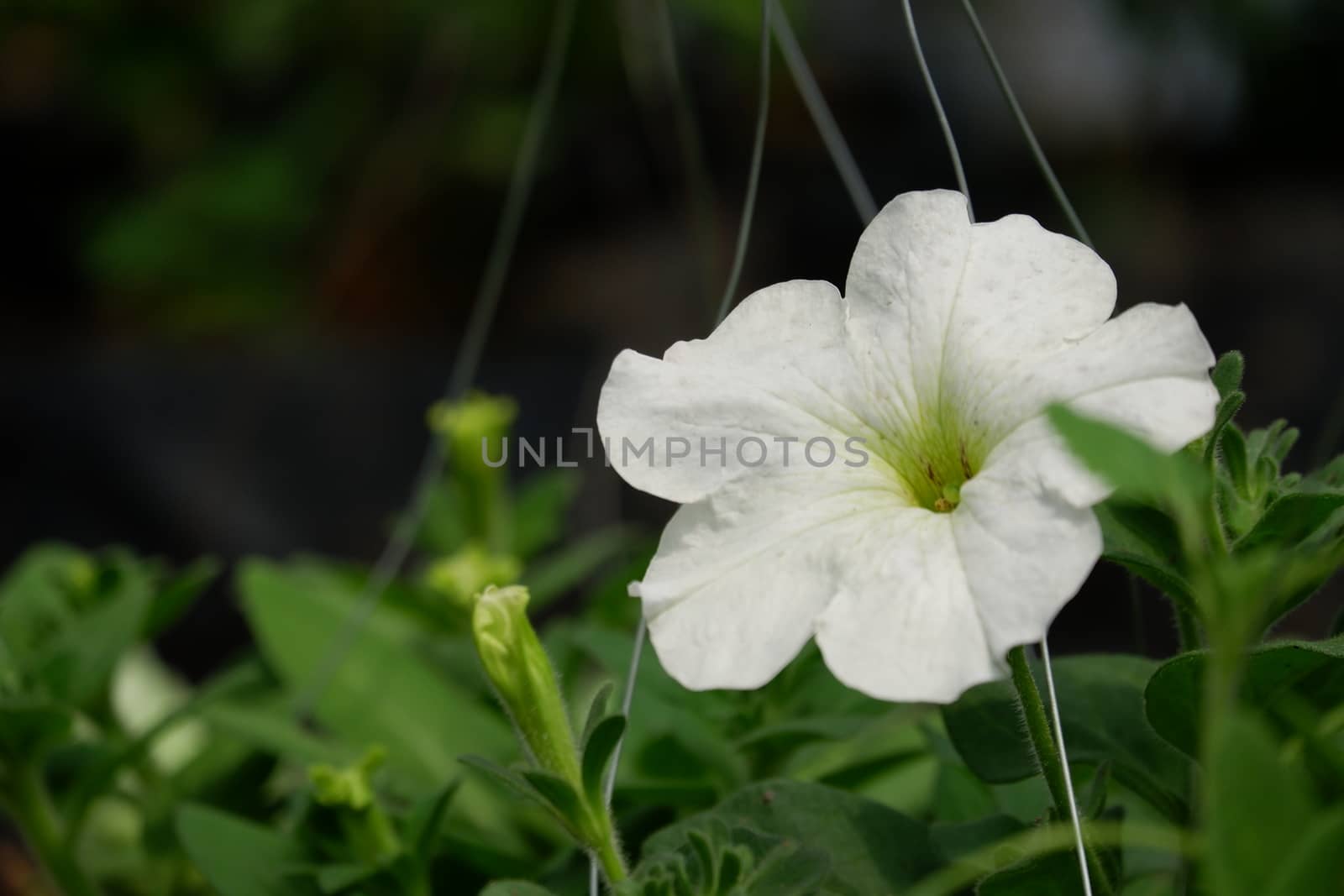 Close up image of white petunia by pengejarsenja