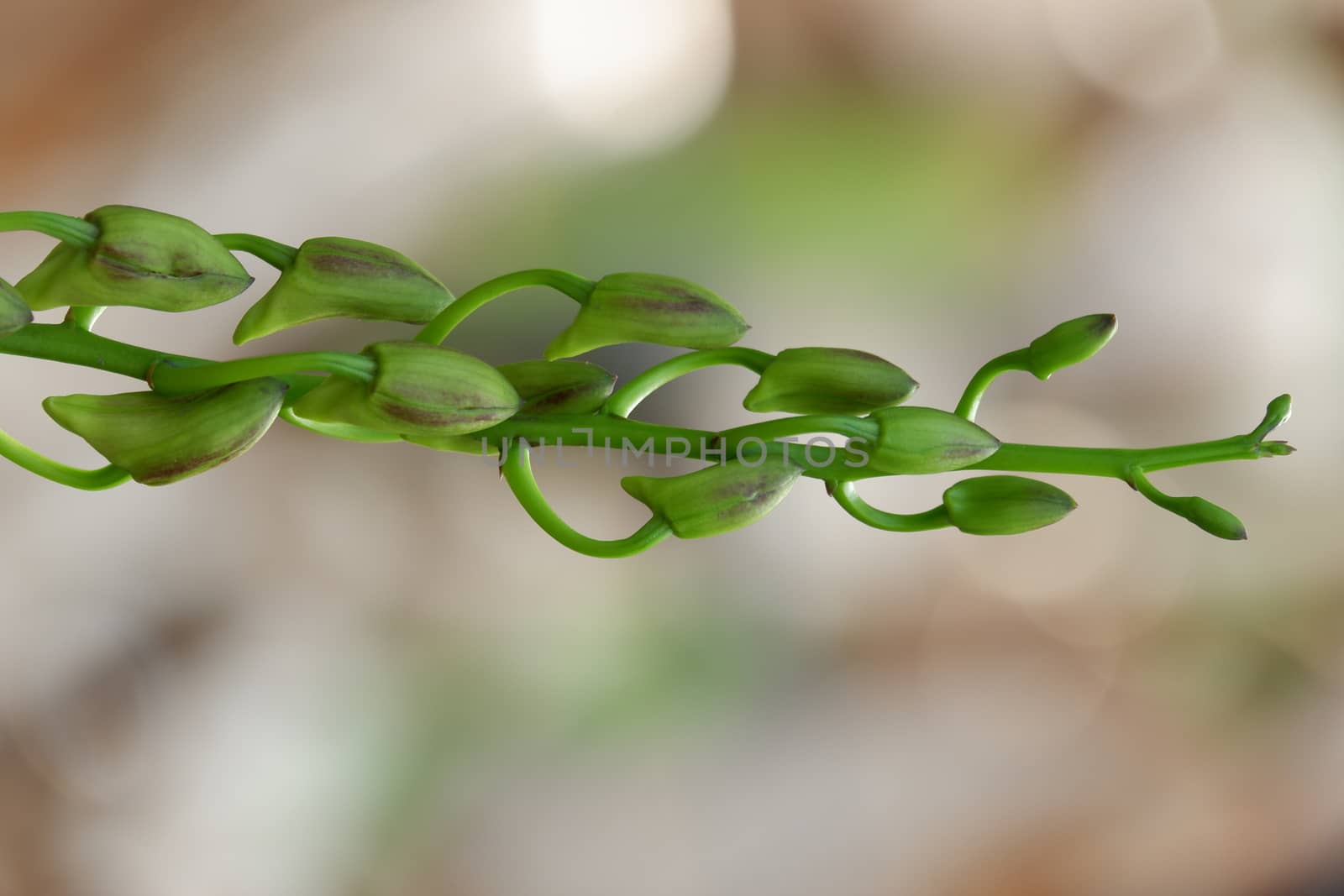 close up image of beautiful dendrobium mangosteen still growing buds are planted in the garden isolated blur background