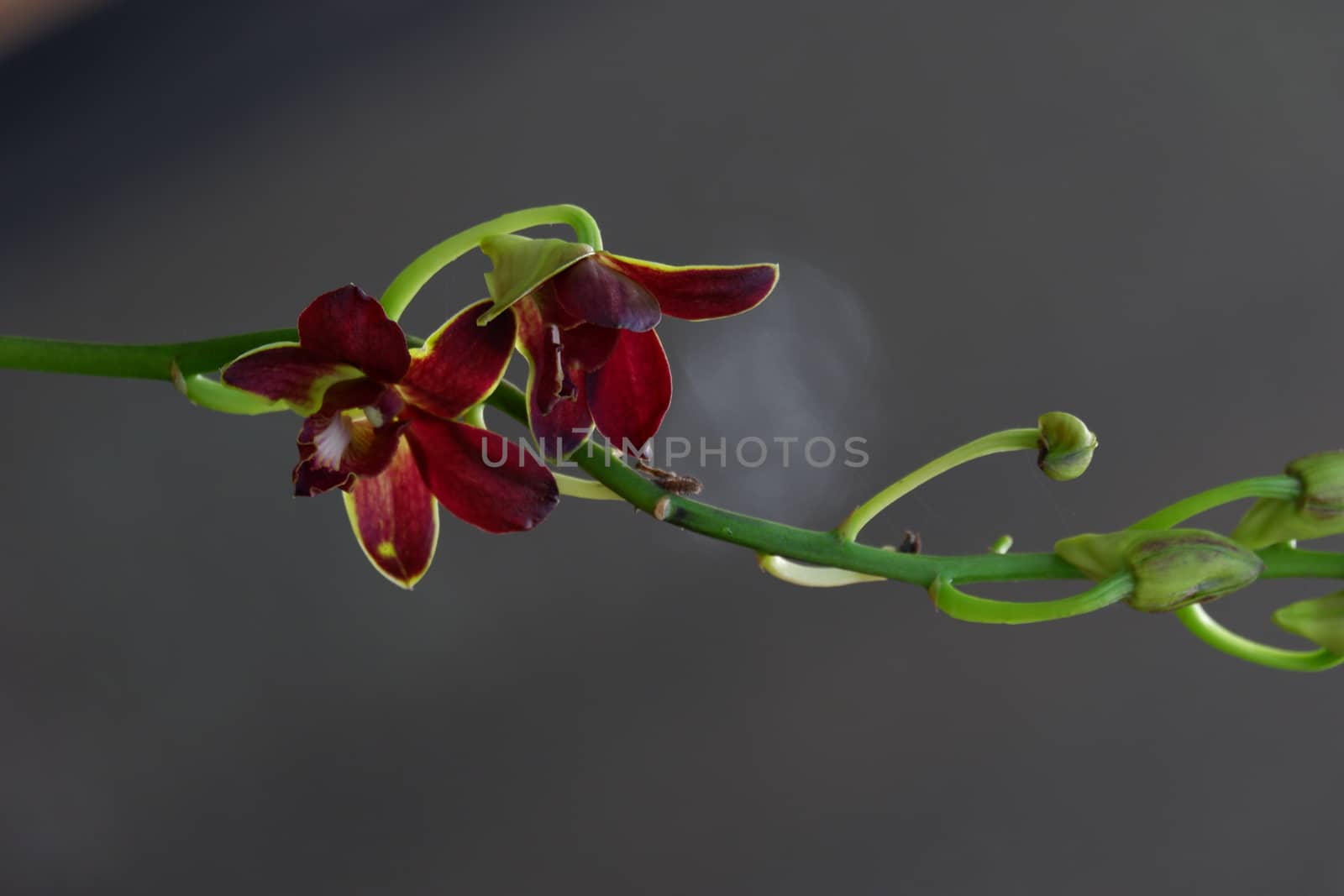close up image of beautiful dendrobium mangosteen in full bloom has a velvety maroon red color like mangosteen planted in the garden in the garden isolated blur background