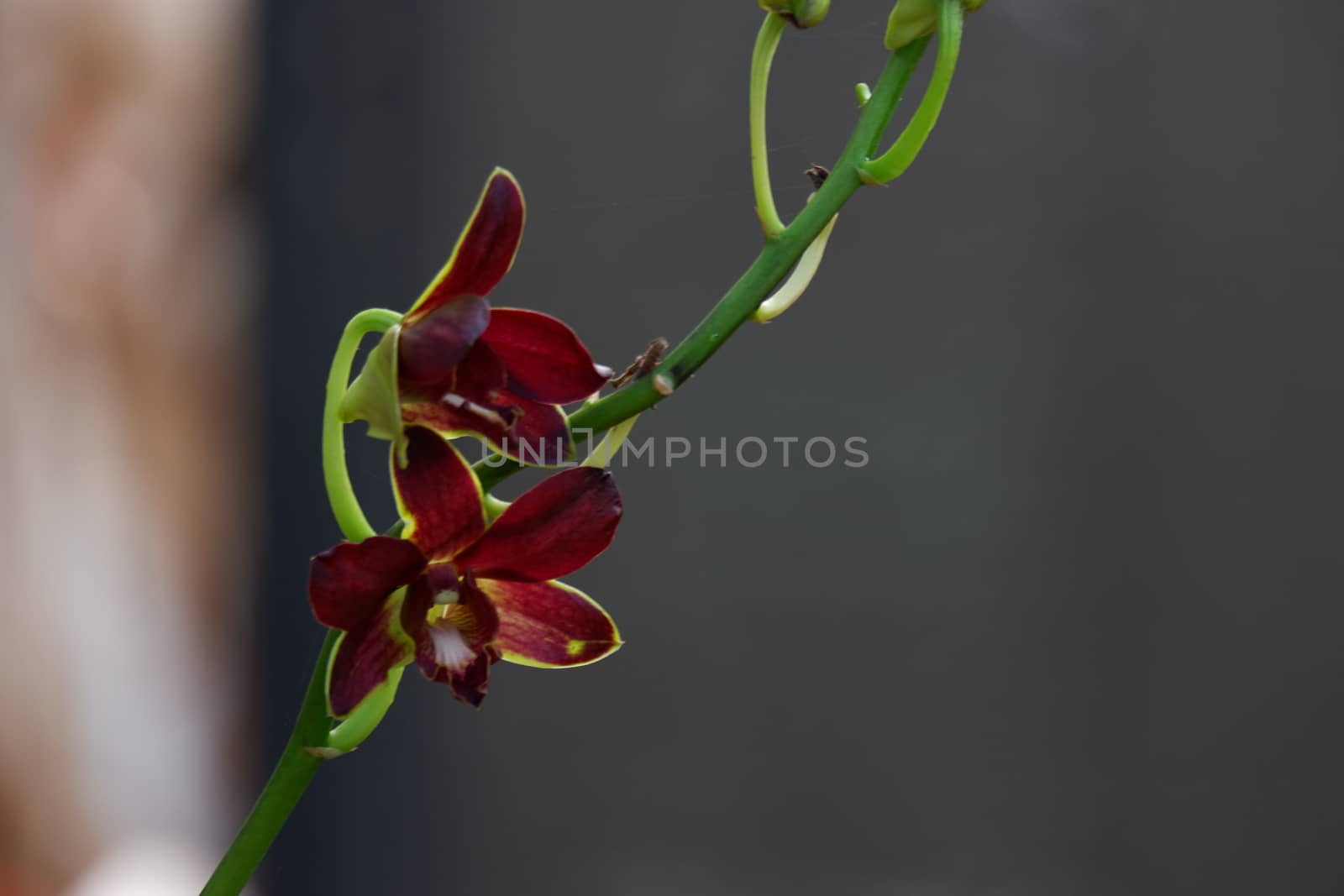 close up image of beautiful dendrobium mangosteen in full bloom has a velvety maroon red color like mangosteen planted in the garden in the garden isolated blur background