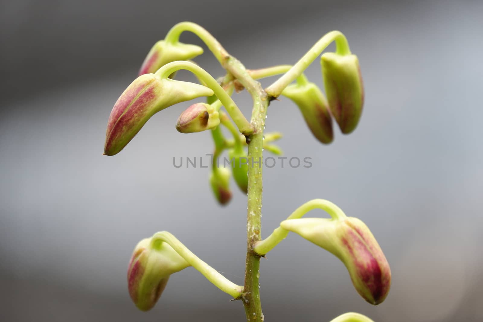 close up image of beautiful dendrobium mangosteen still growing buds by pengejarsenja