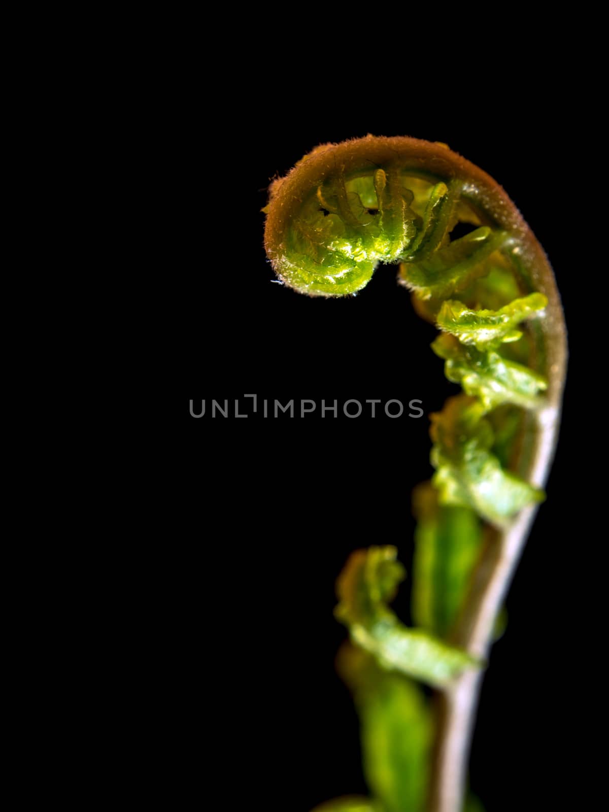 Freshness Green leaf of Fern on black background