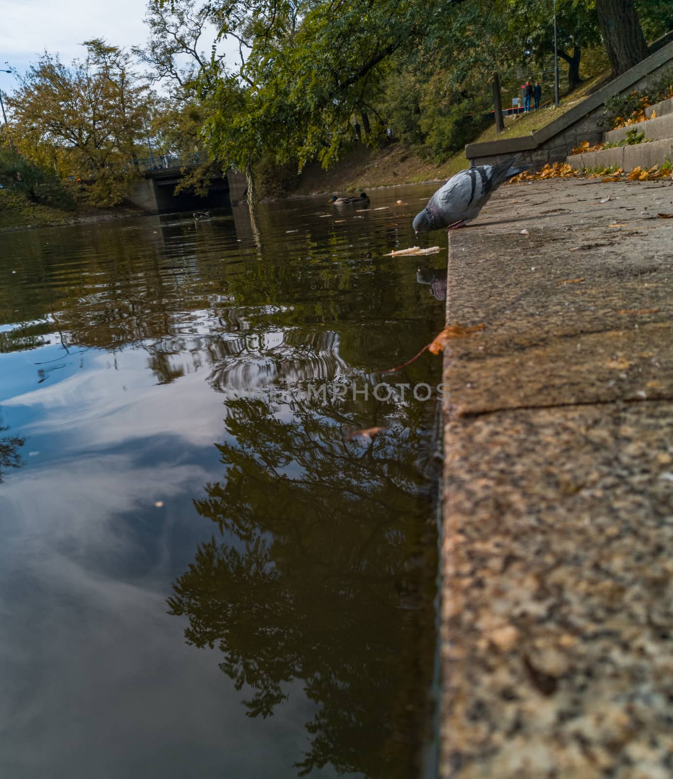 Pigeon on the edge of stairs near river