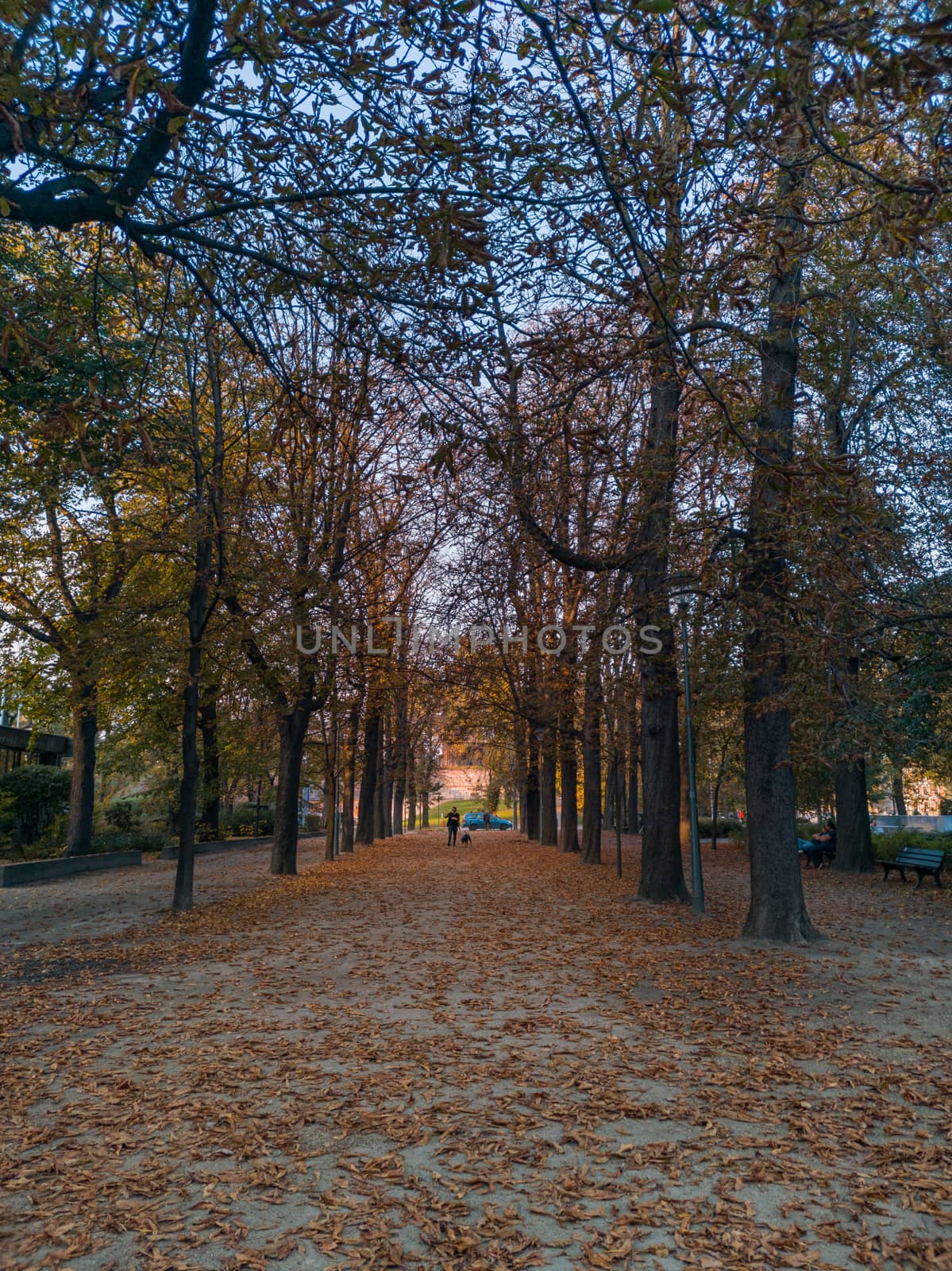 Path in park full of orange fall leaves between high trees by Wierzchu