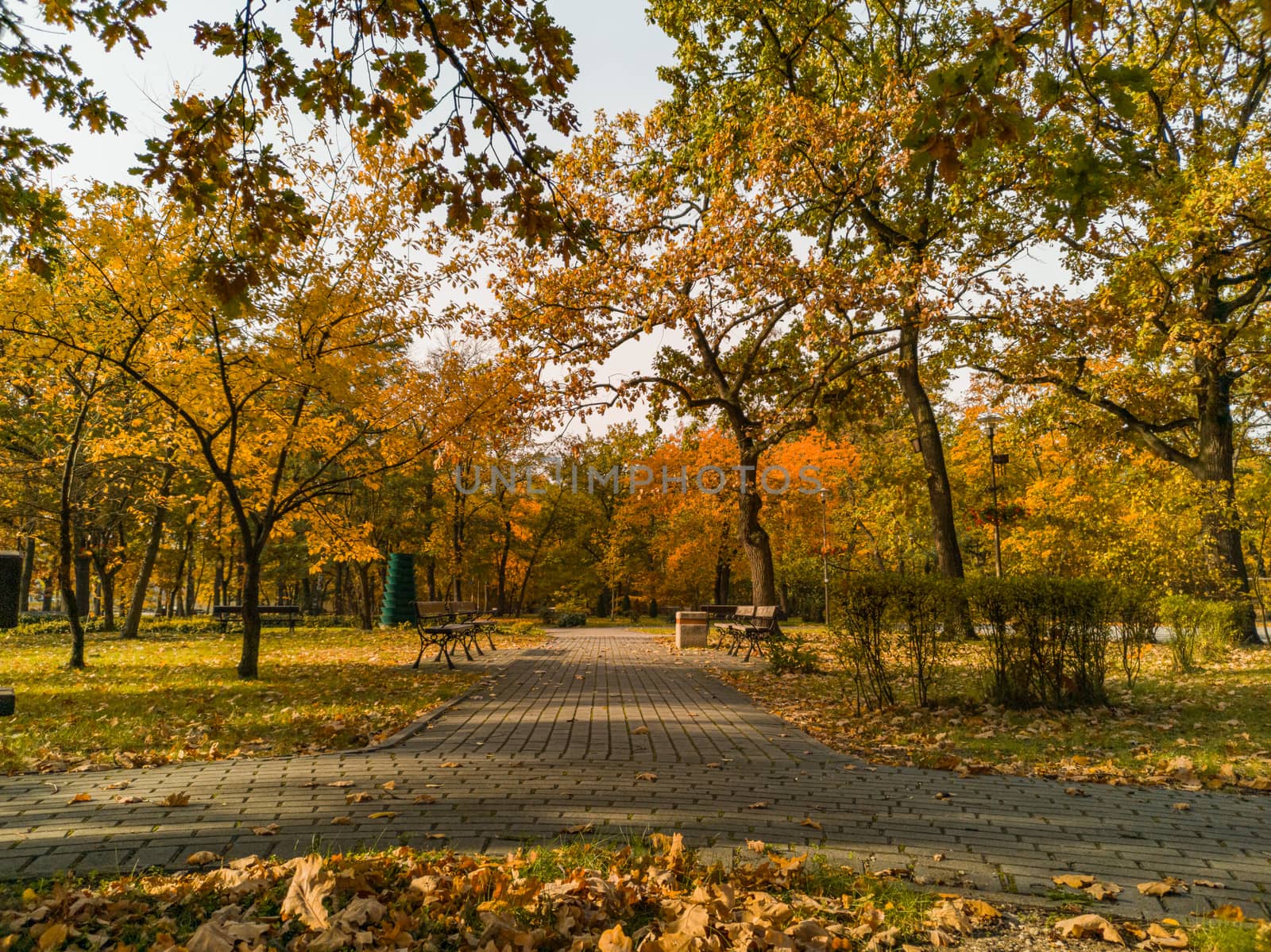 Path in park full of leaves at autumn by Wierzchu