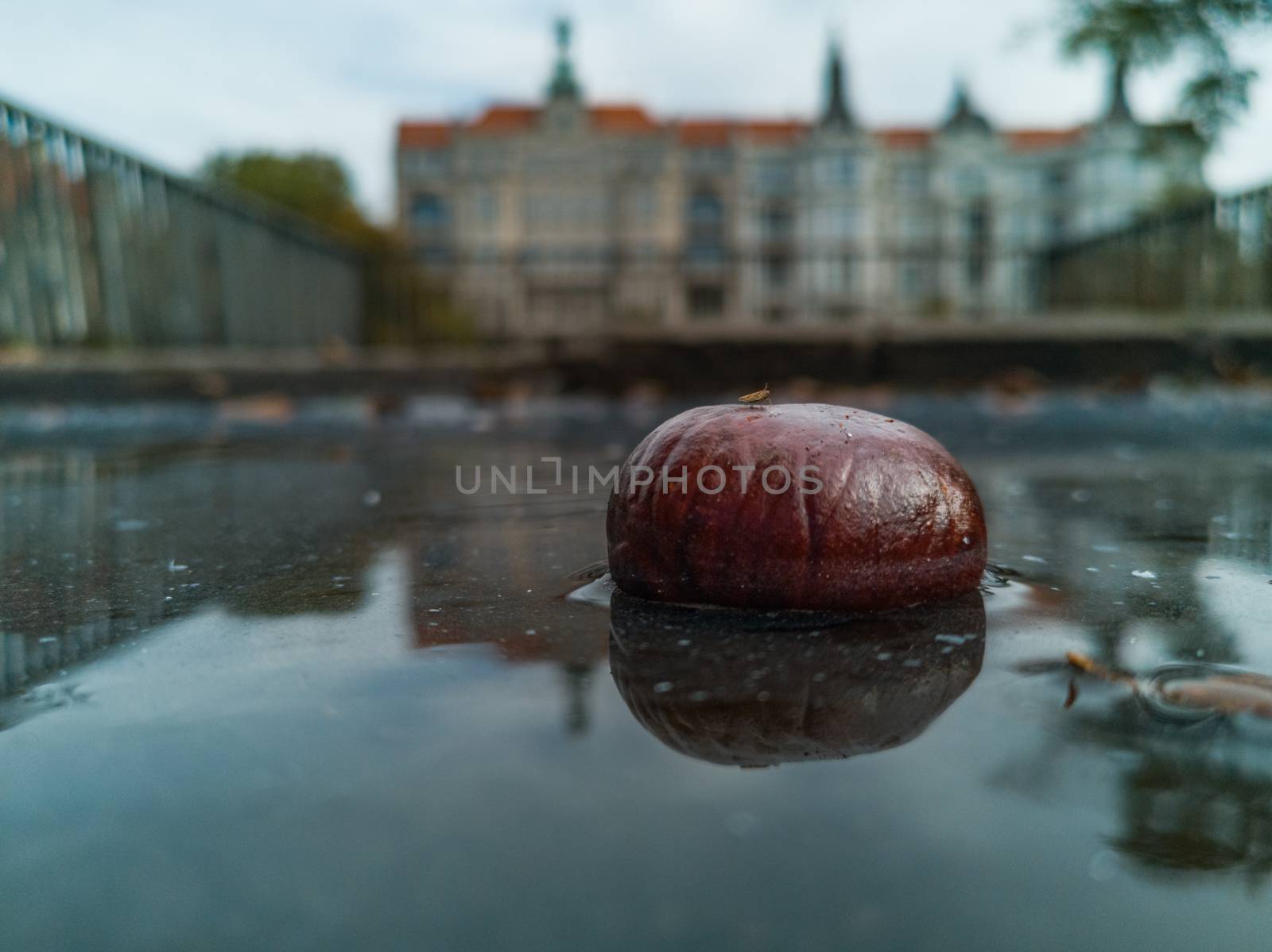 Small chestnut in puddle reflected in water by Wierzchu