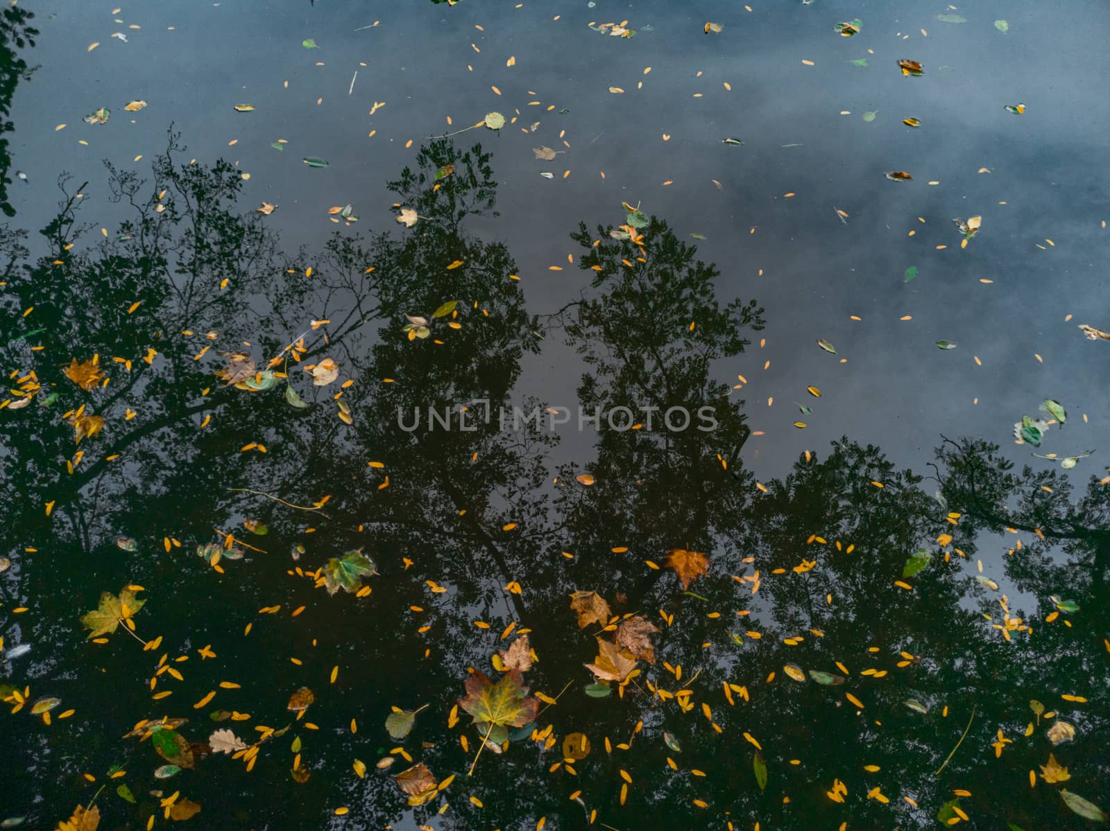 River full of autumn leaves with reflection of trees and sky