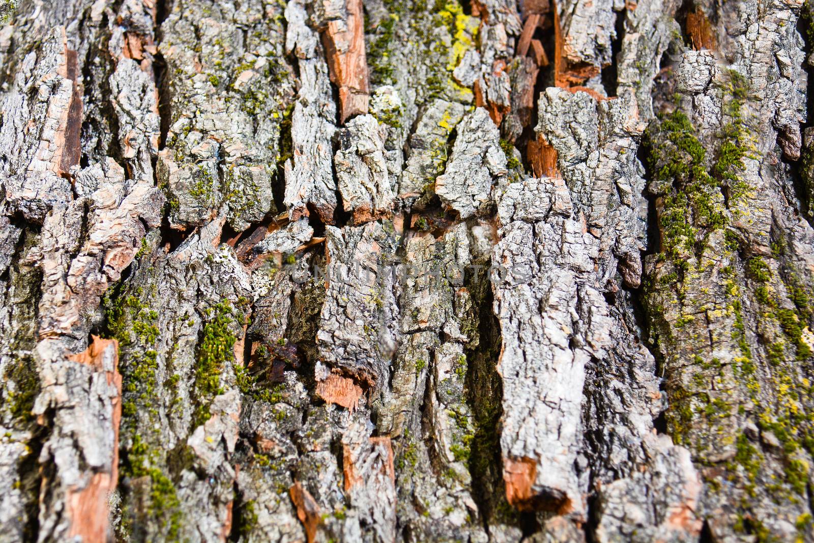 ancient tree bark