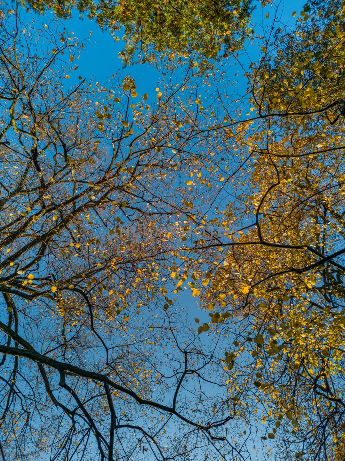 Upward look to trees crowns and blue cloudy sky