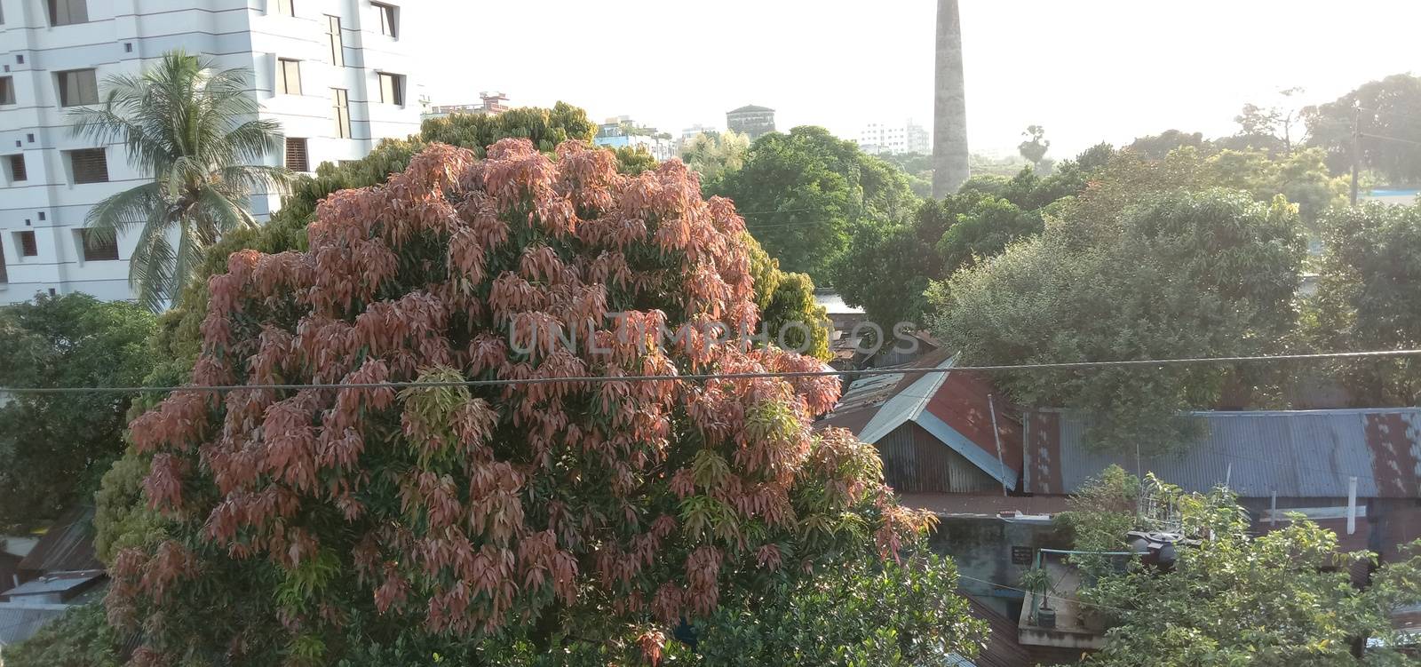 appartment view with nature on city