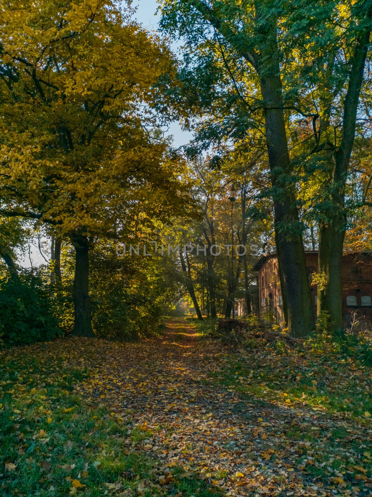 Long path between autumn trees full of fall leaves by Wierzchu