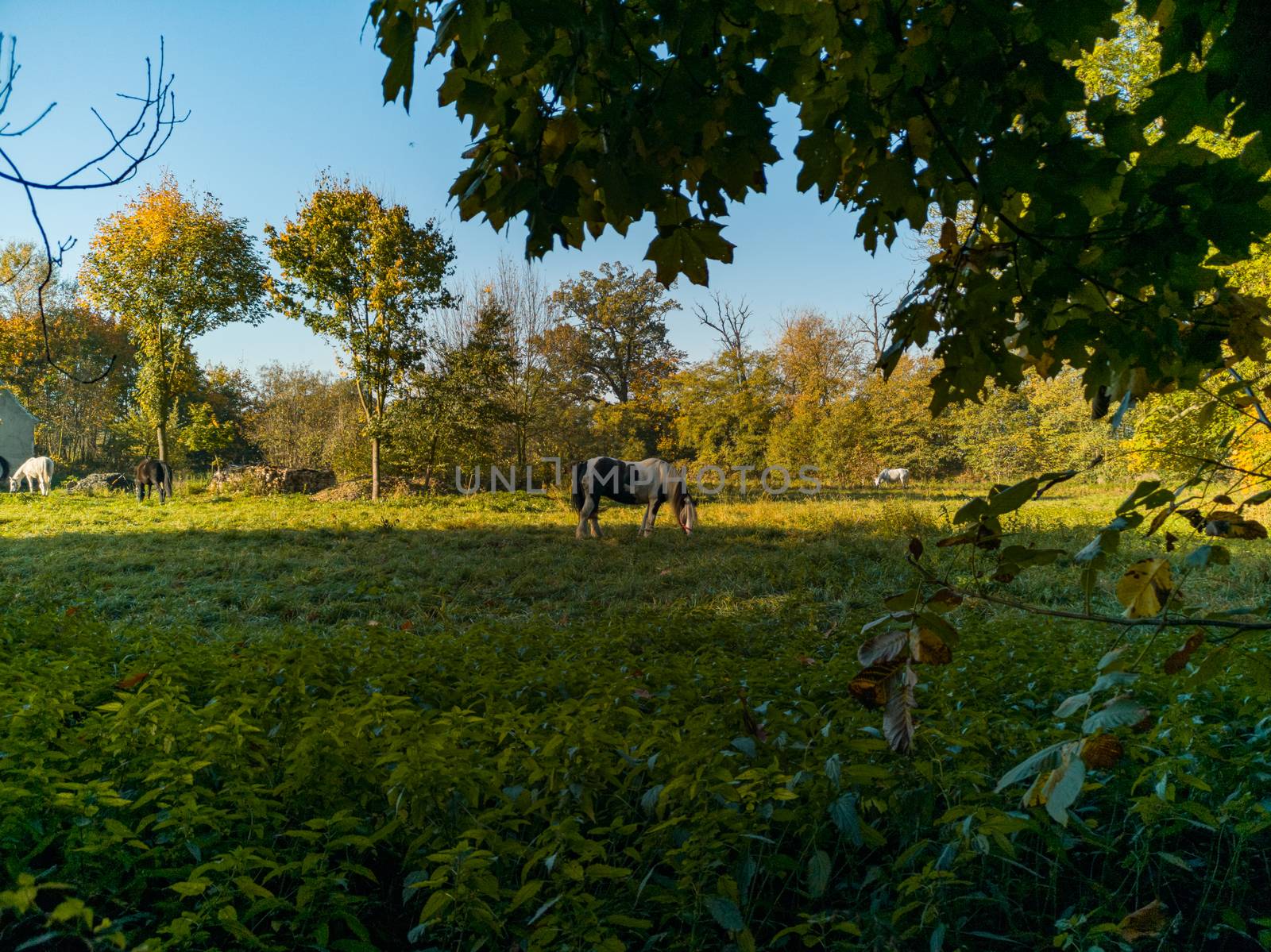 Black and White horse at grazing at green field with trees around