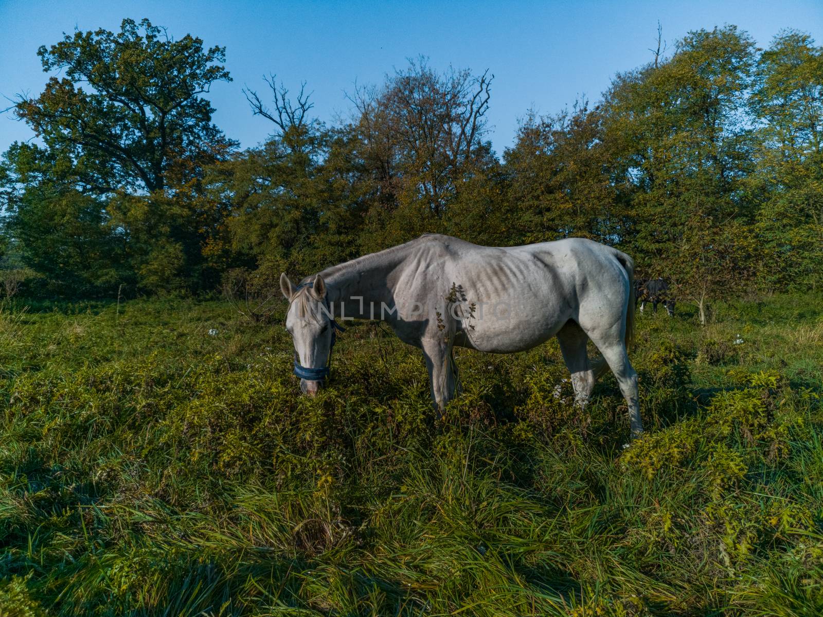 White horse at grazing at green field with trees around by Wierzchu