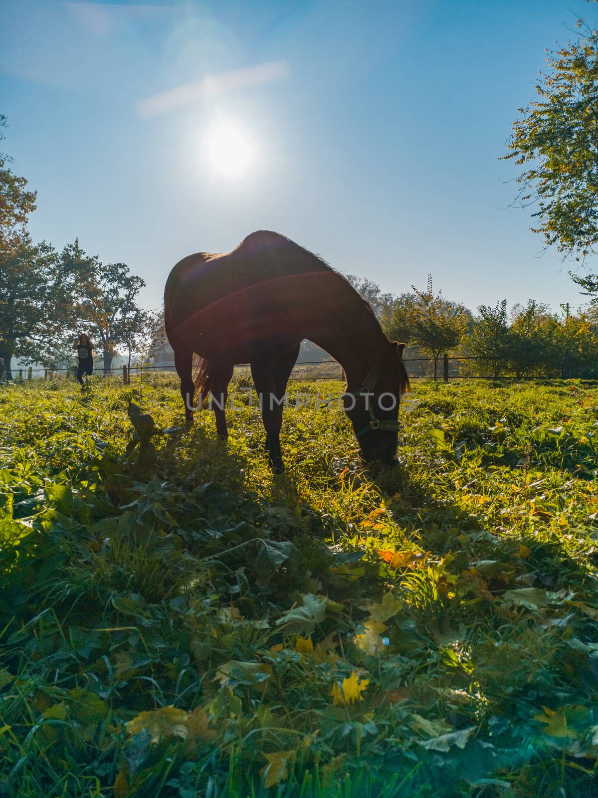 Big brown horse with shadow and shining sun behind