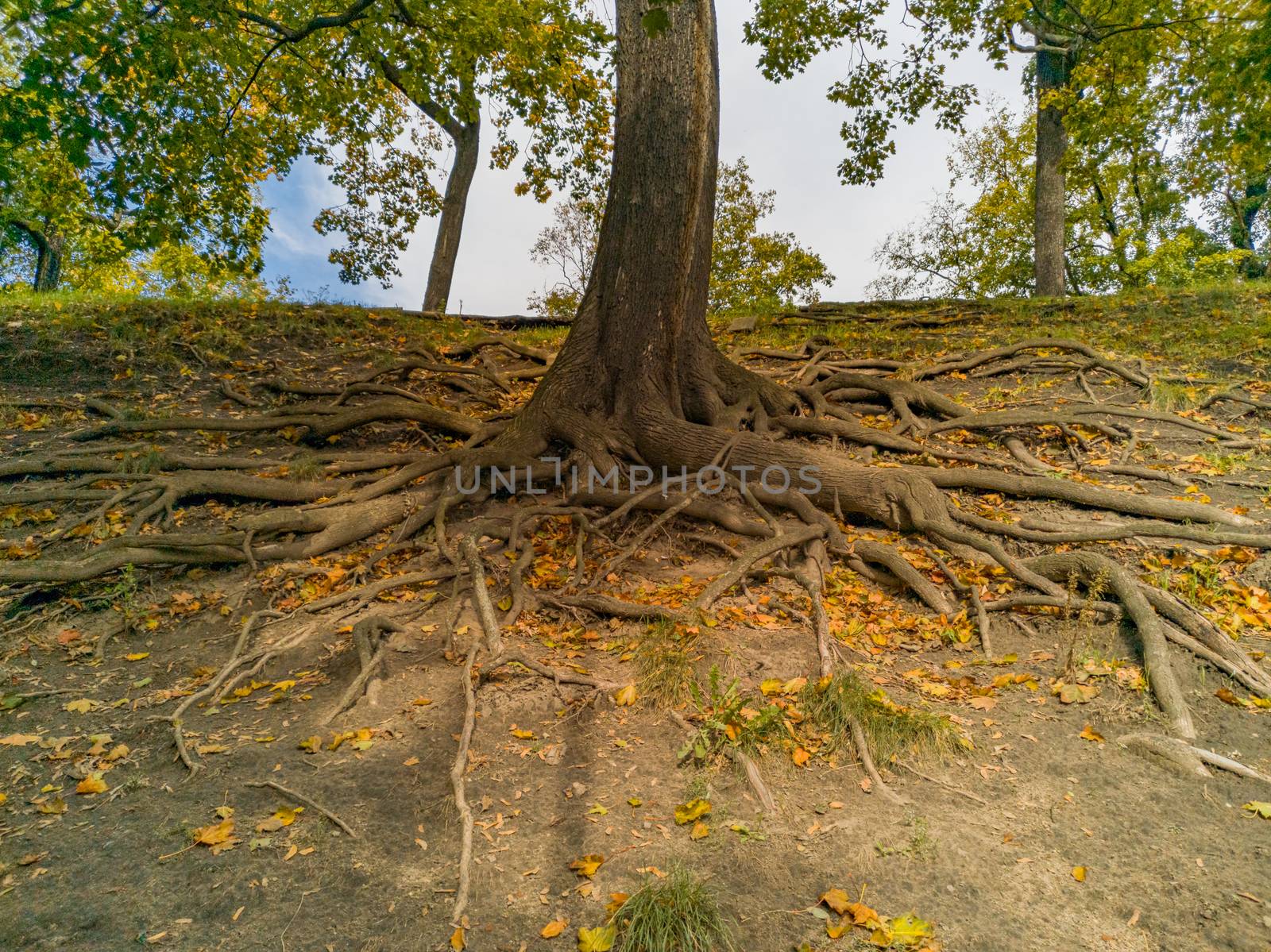 Many tree roots outside the ground in park by Wierzchu