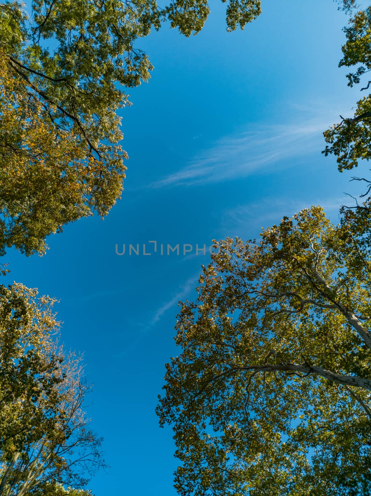 Upward look to trees crowns and blue cloudy sky