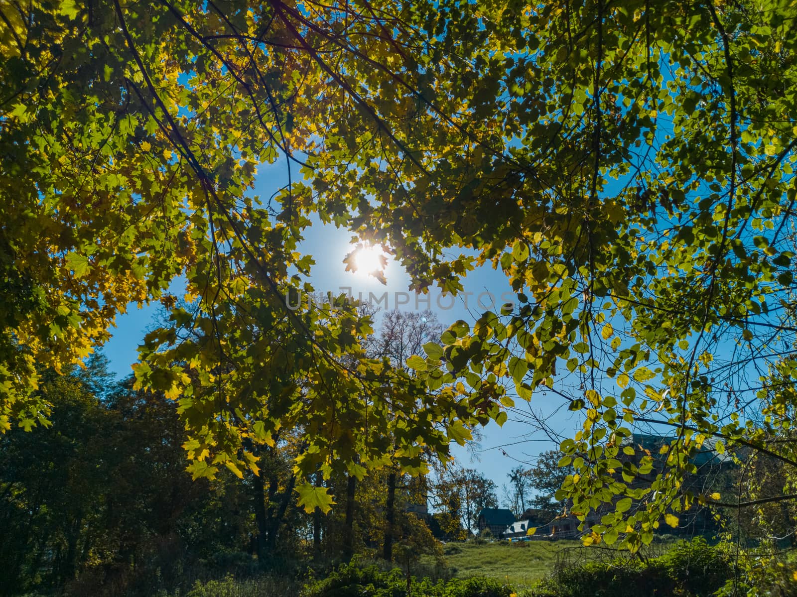 Upward look to sun hiding behind tree leaves by Wierzchu