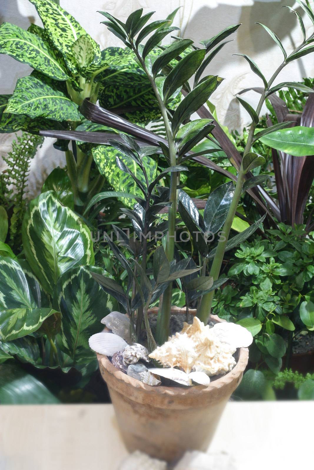 Tropical plant zamioculcas and a lot of tropical plants in home jungle. Dollar tree.