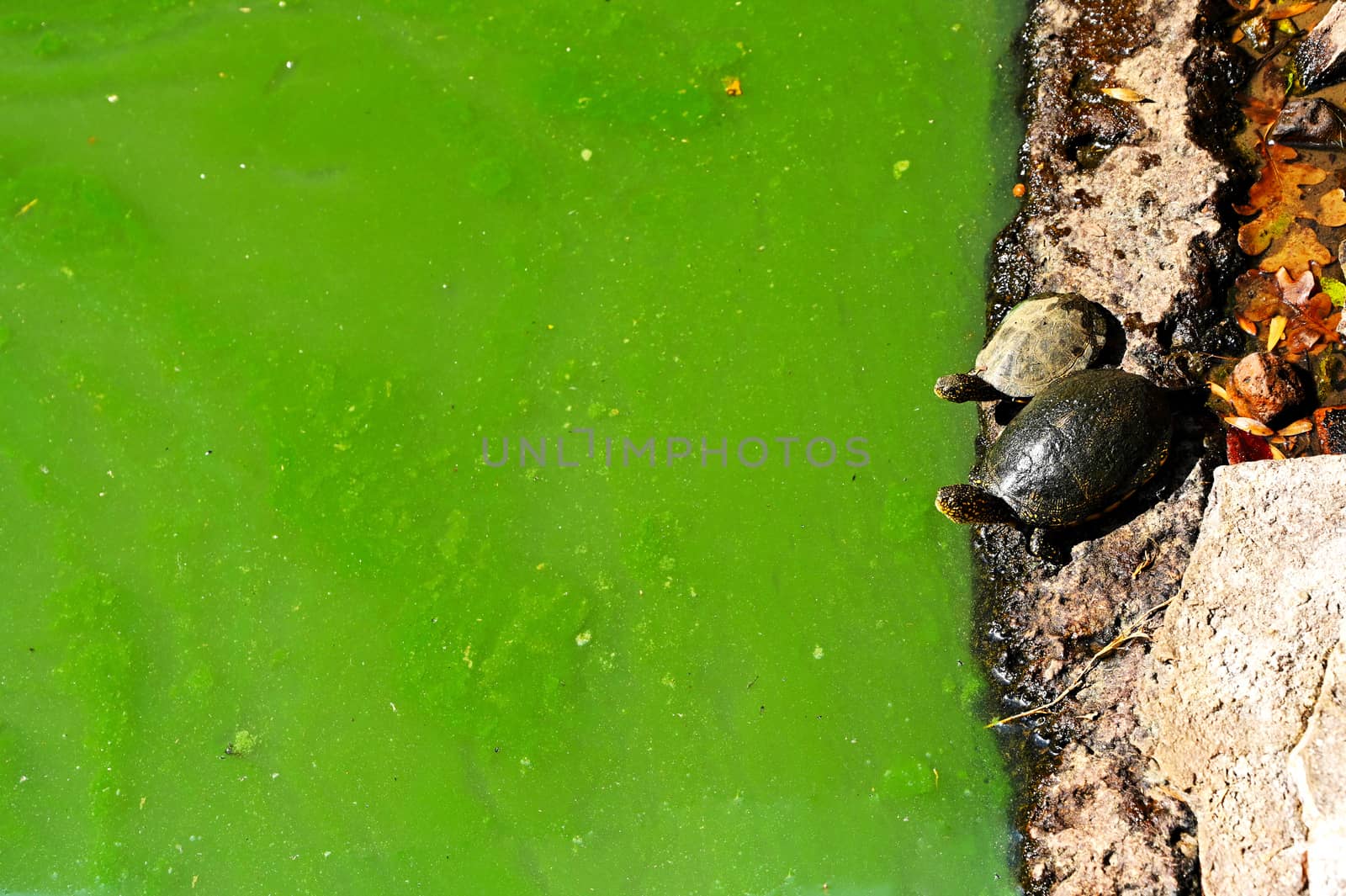 Green polluted water and two small turtles, standing on right side. by mixeey