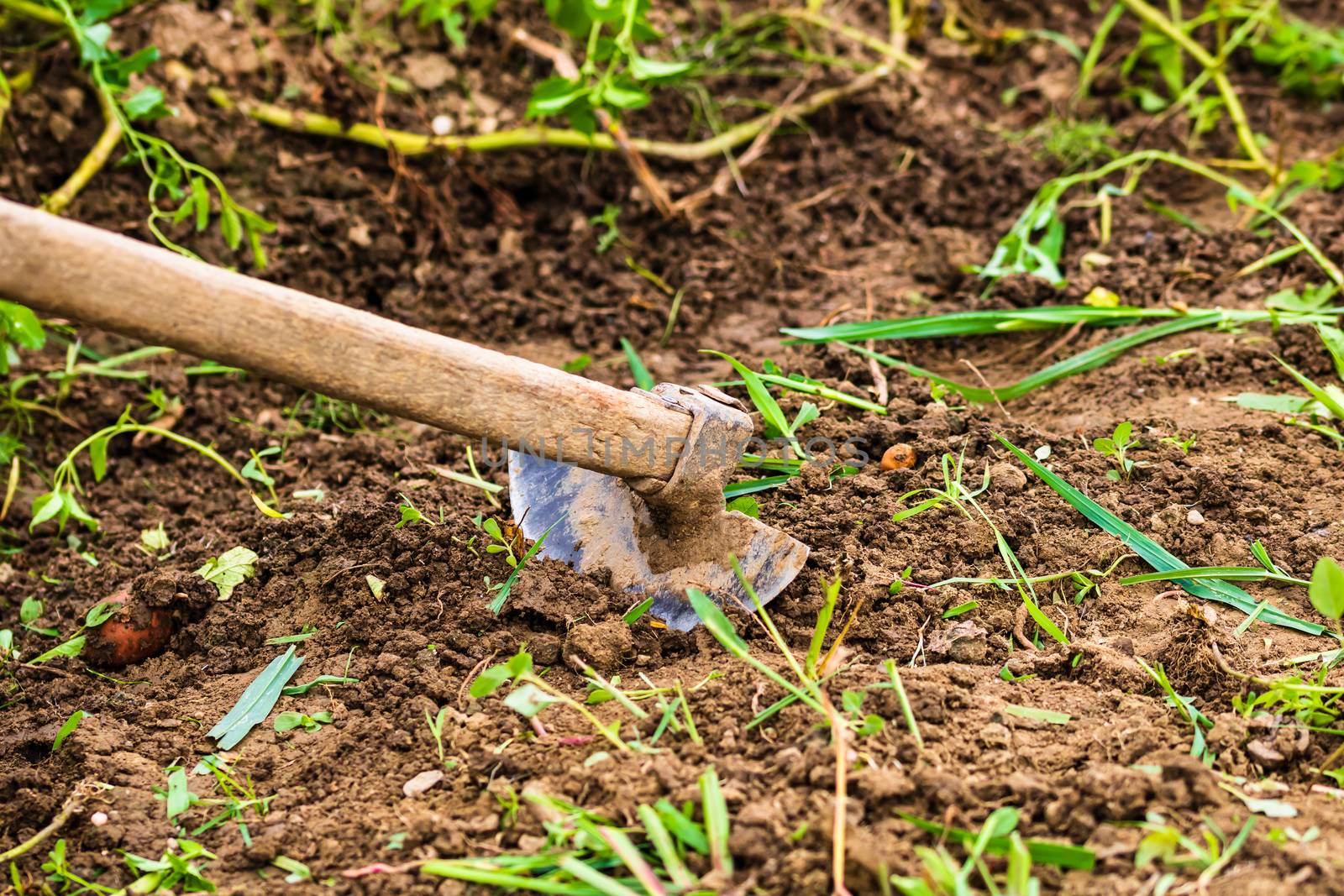 Close up of hoe tool for digging isolated in garden on the ground.