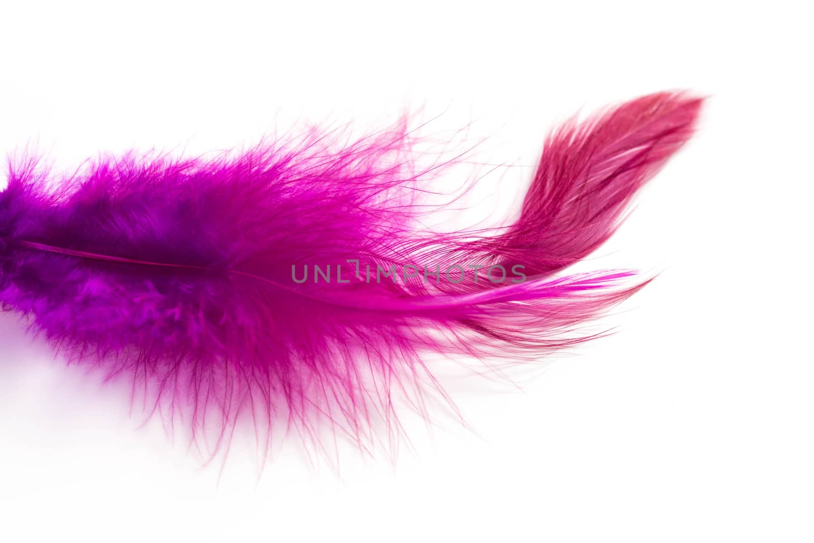 Violet bird Feather isolated on a white background.