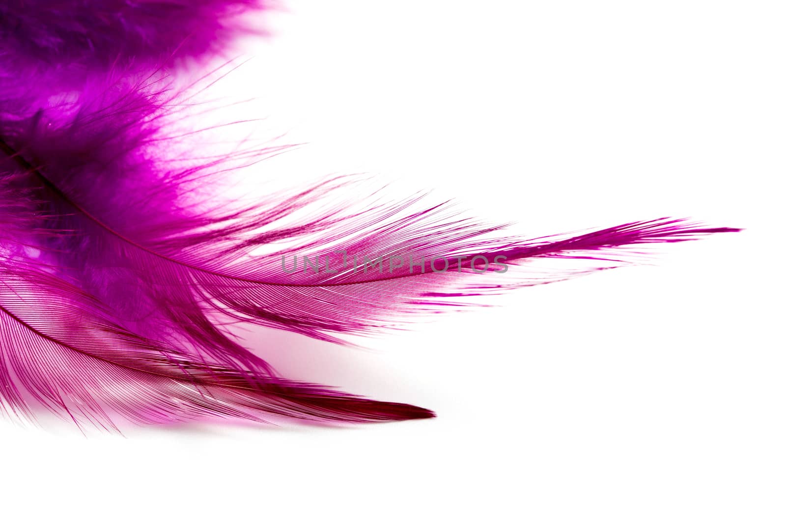 Violet bird Feather isolated on a white background.