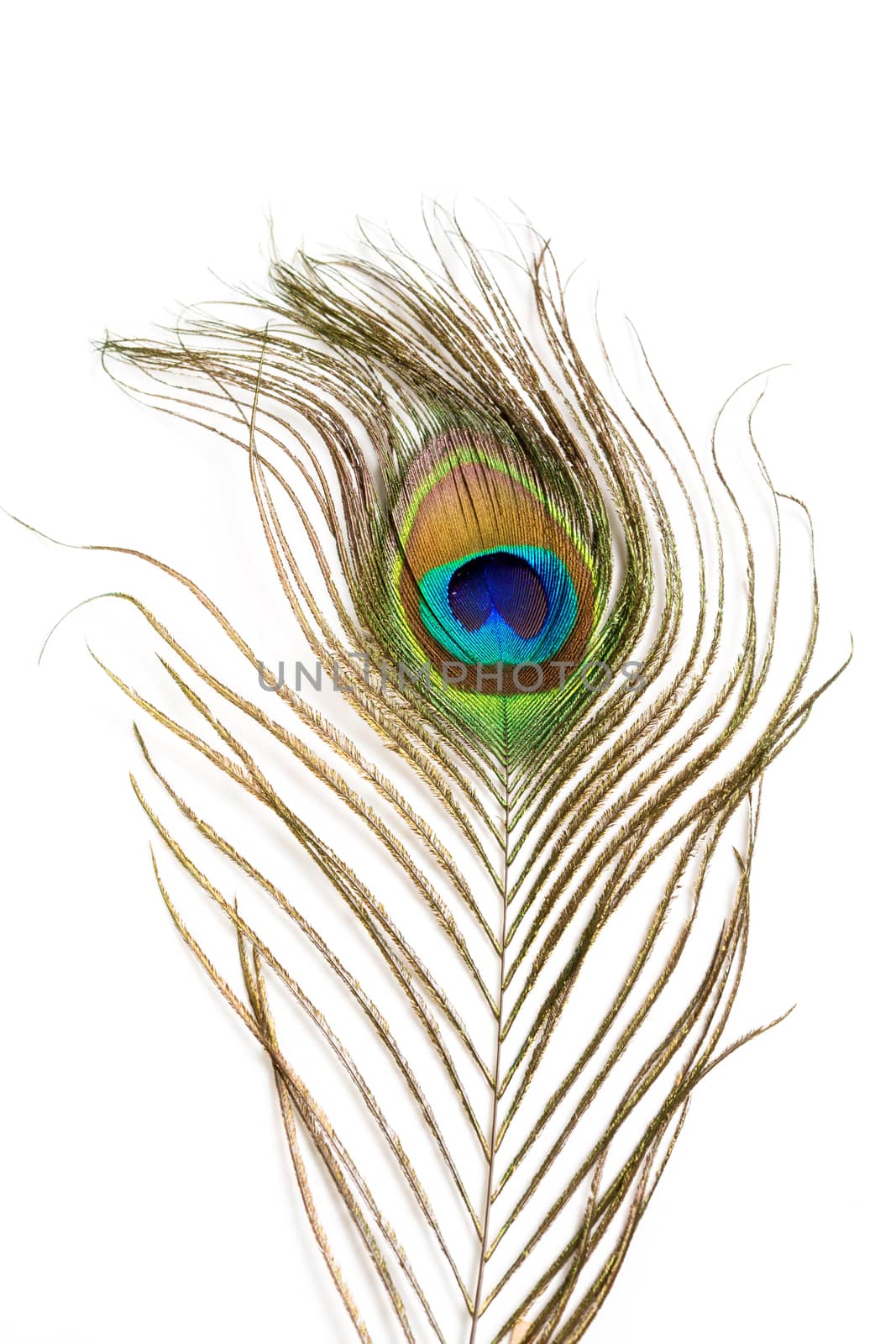 Peacock feather isolated on a white background by galinasharapova