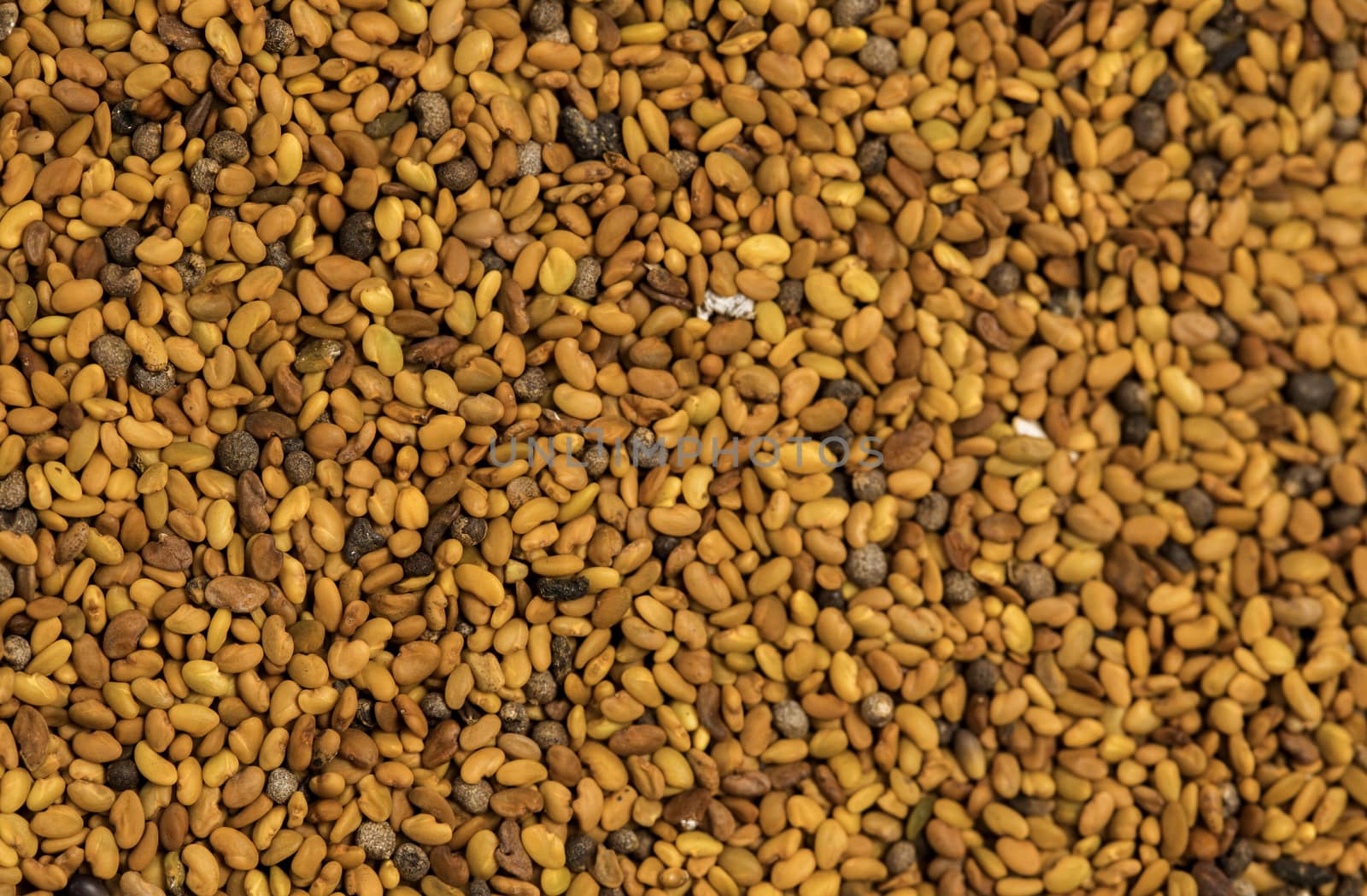 Alfalfa seeds for germination background for desing by galinasharapova