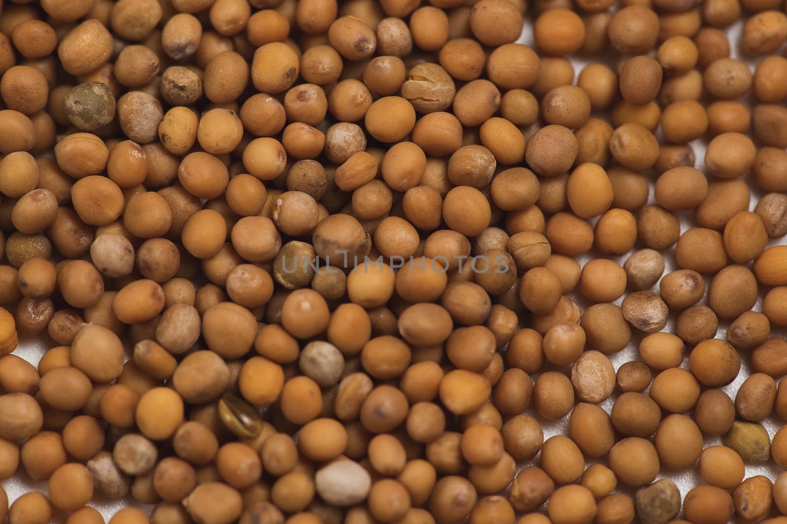 White mustard seeds for germination background for desing by galinasharapova