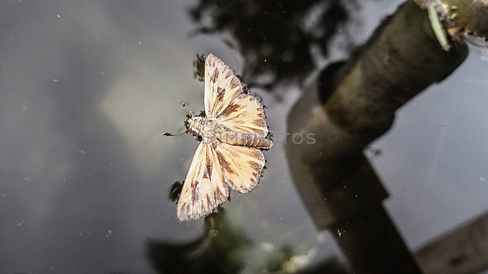 Butterfly on a puddle of water in a pond