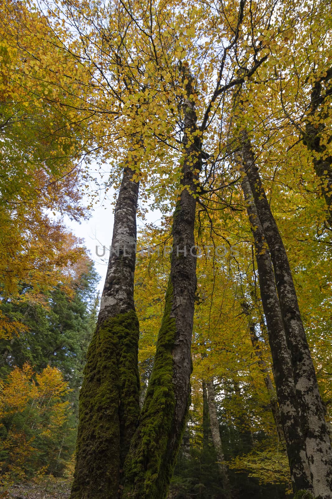 Beech forest and other trees with autumn colors, Pyrenees, Aragon. by alvarobueno