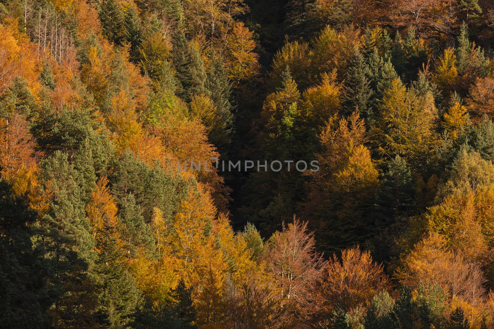 Beech forest and other trees with autumn colors in the Selva de Oza, Aragonese Pyrenees. Hecho and Anso, Huesca, Spain.