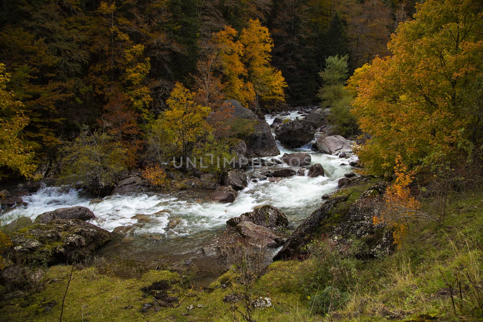 Forest with autumn colors next to the Aragon Subordan river, Pyrenees. by alvarobueno