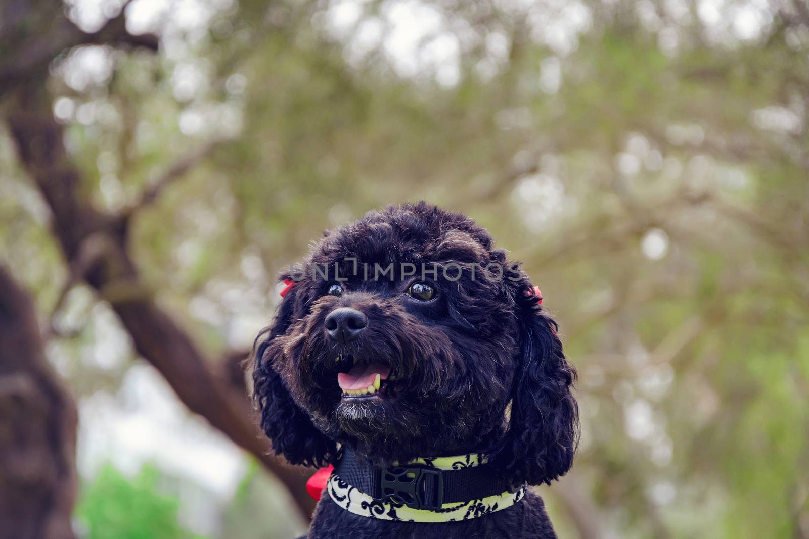 Small black Poodle face smiling with park background