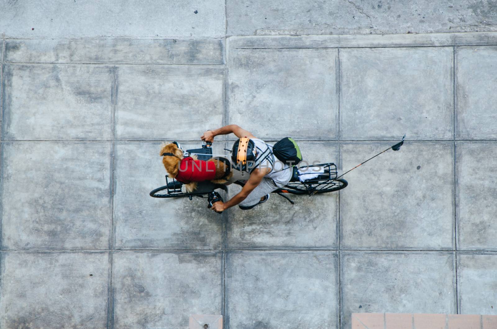 Man with his dog in the front of his bicycle, view from above