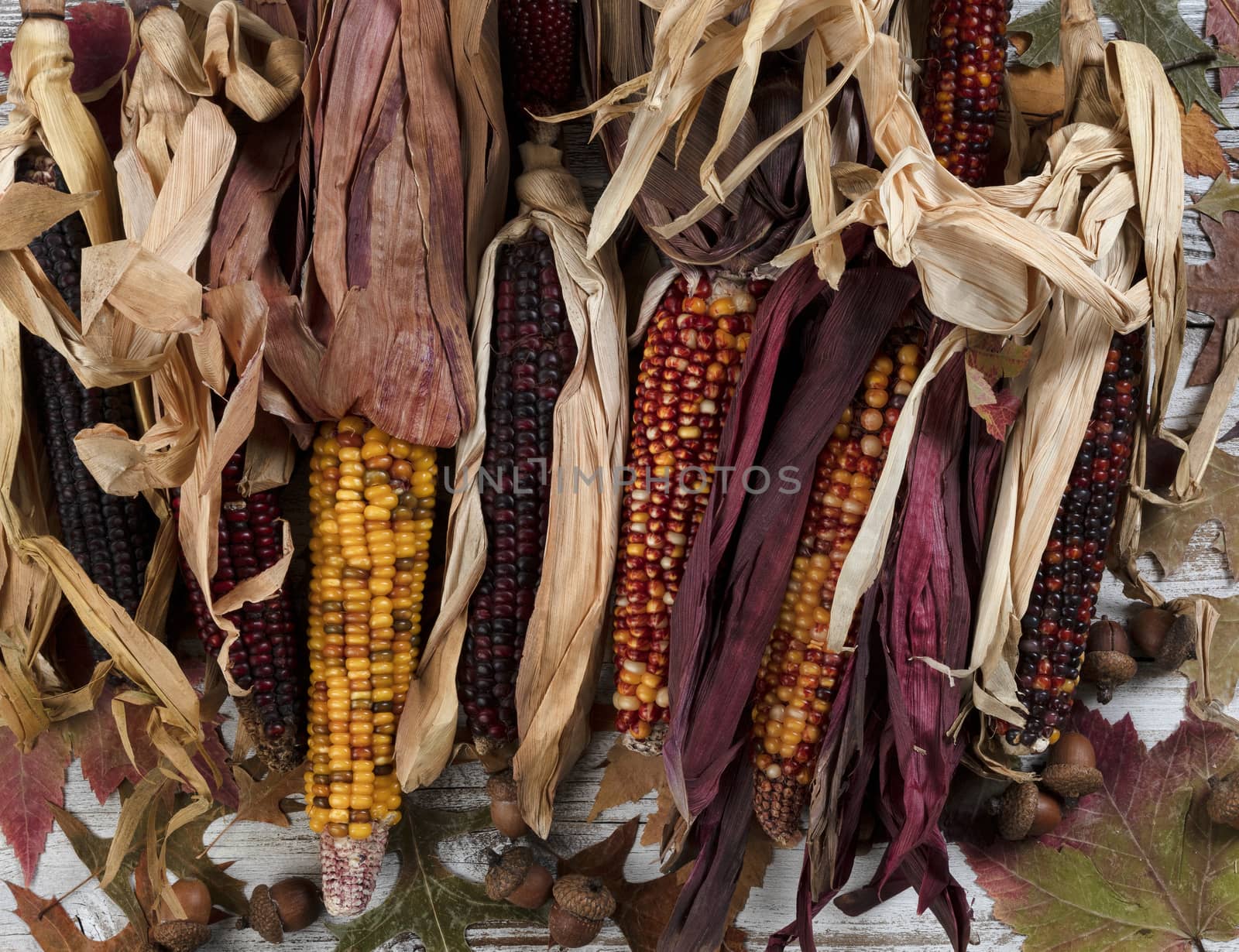 Autumn colorful corn with leaves on white rustic wooden background for the Thanksgiving holiday season in filled frame format 