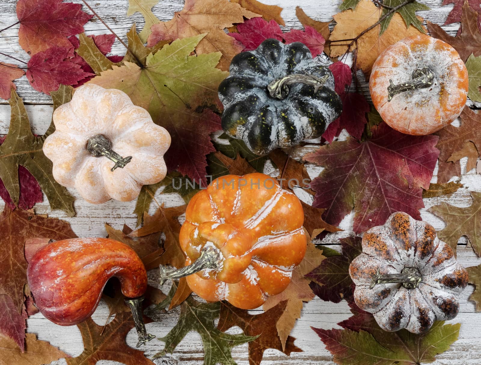 Autumn colorful leaves with gourds on white rustic wooden background for the Thanksgiving holiday season in filled frame format 