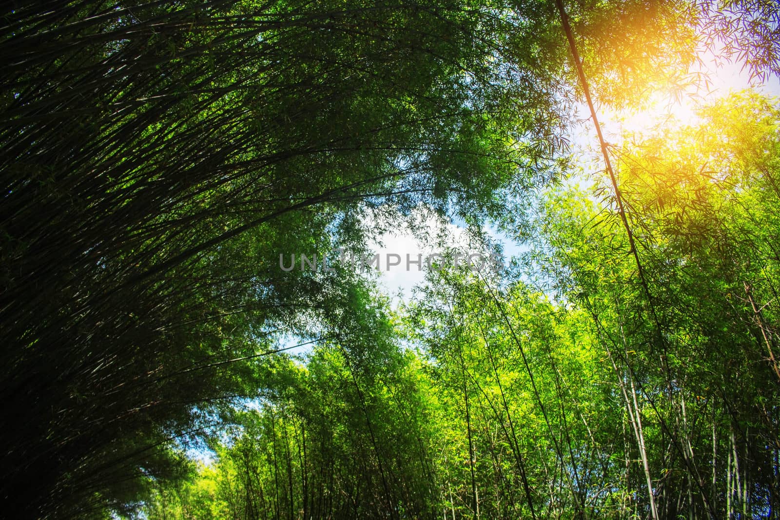 Bamboo leaves are arranged in a line with the light during a day.