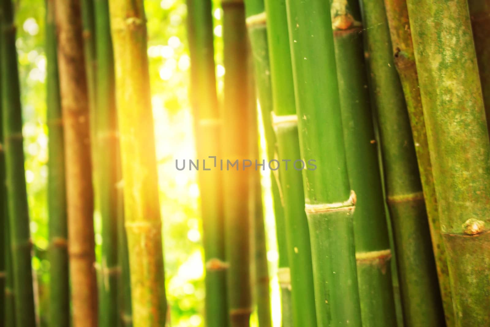 Bamboo with light shining down on the day.