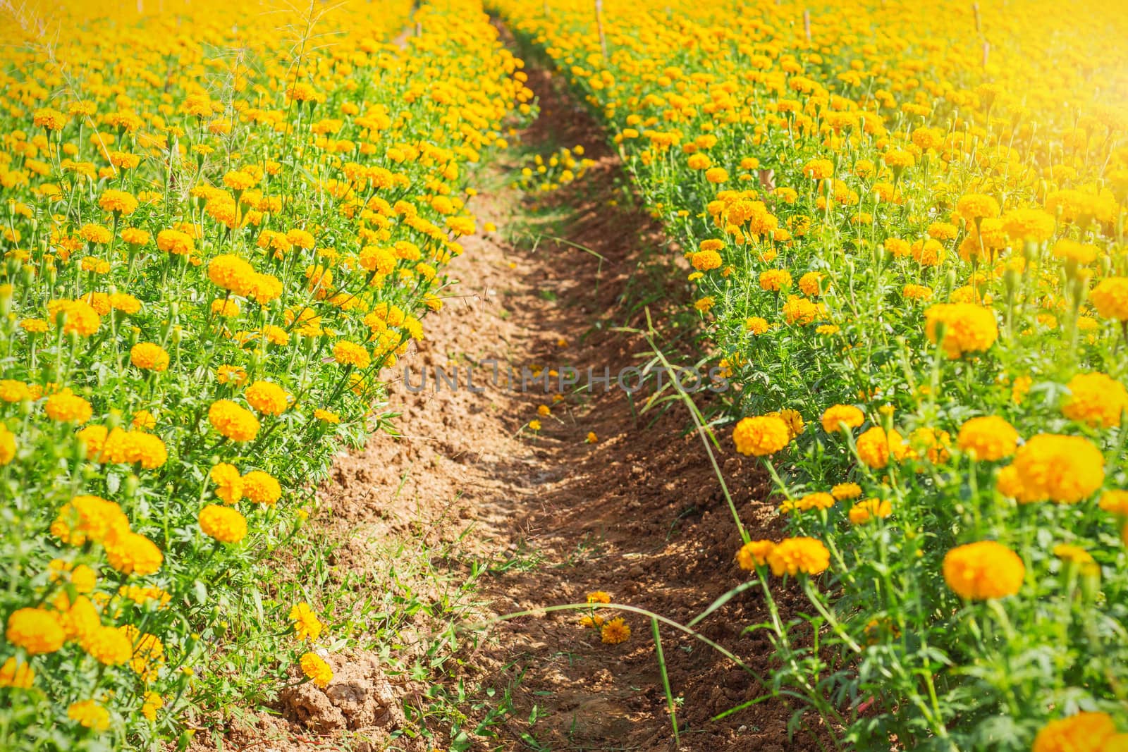 Planted marigolds in the garden with a walkway.