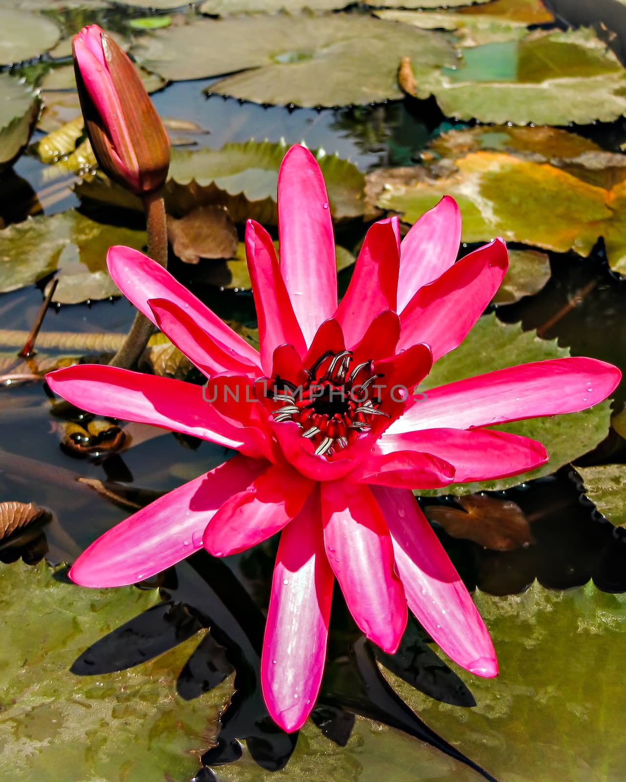 Close up image of a beautiful dark pink lotus flower with leaves in water.