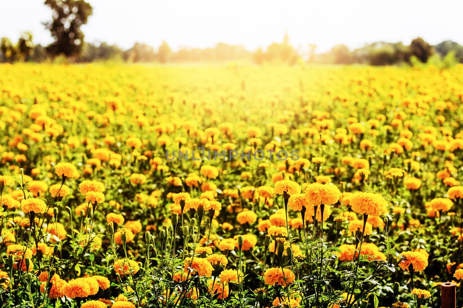 Marigolds planted in the garden with natural daylight.