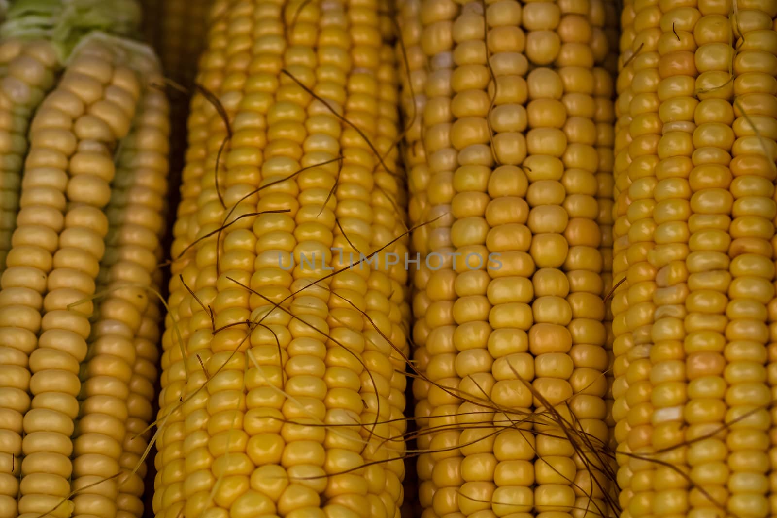 Freshly harvested corn, detail of ripe sweet corn on the cob. by vladispas