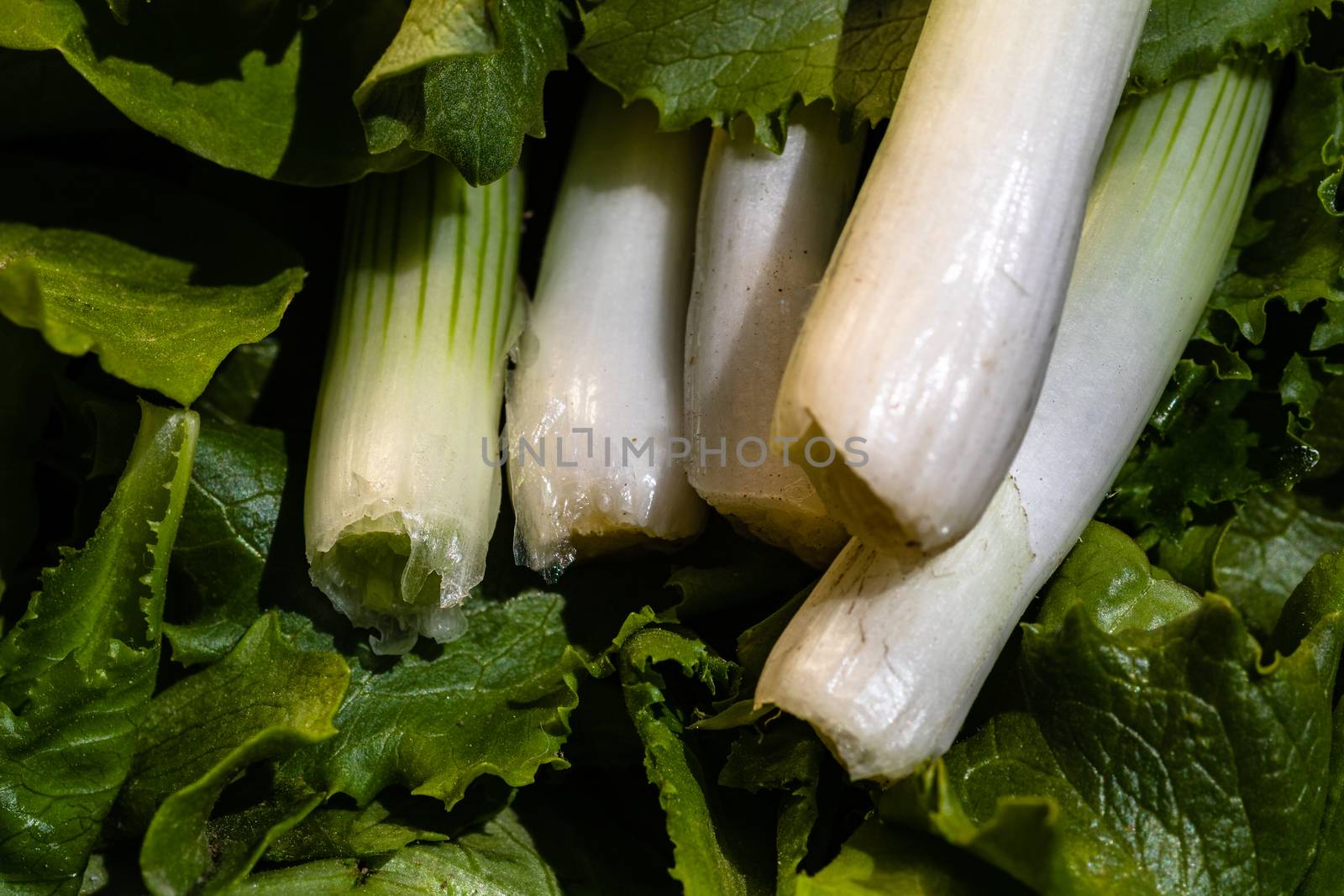 Bunch of green onions and green salad. Spring onions detail, healthy food concept