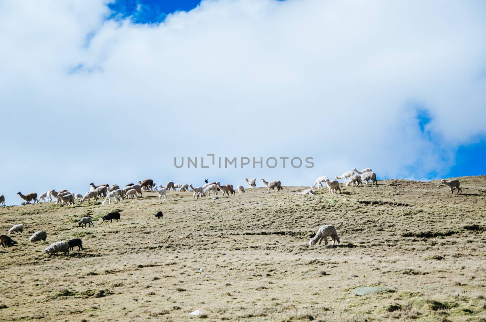Llamas and sheep in a desert plain