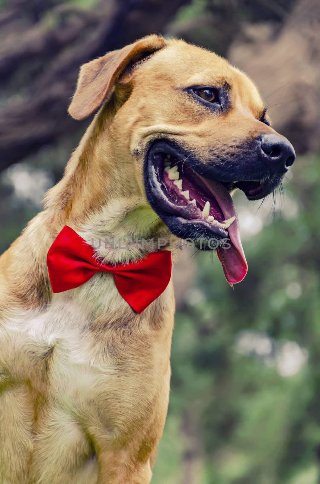 Beautiful Labrador retriever with red bow isolated on park background