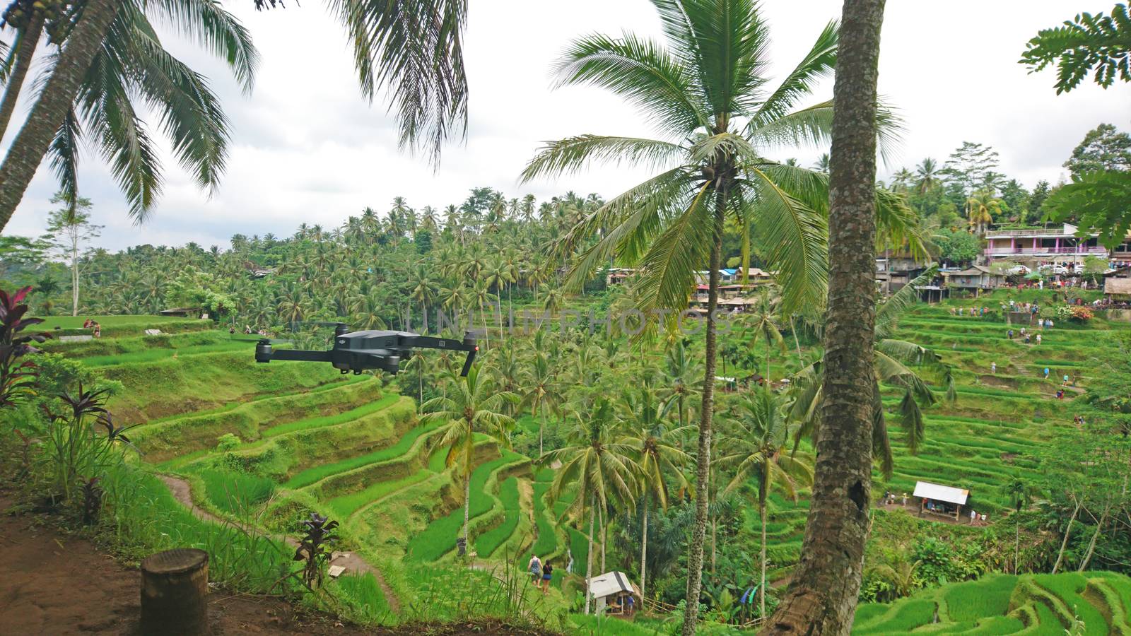 A DJI Mavic drone hovers in the air among palm trees and rice terraces. Green plantations of rice fields, tall palm trees and a quadrocopter shoots video. The process of shooting on the island of Bali