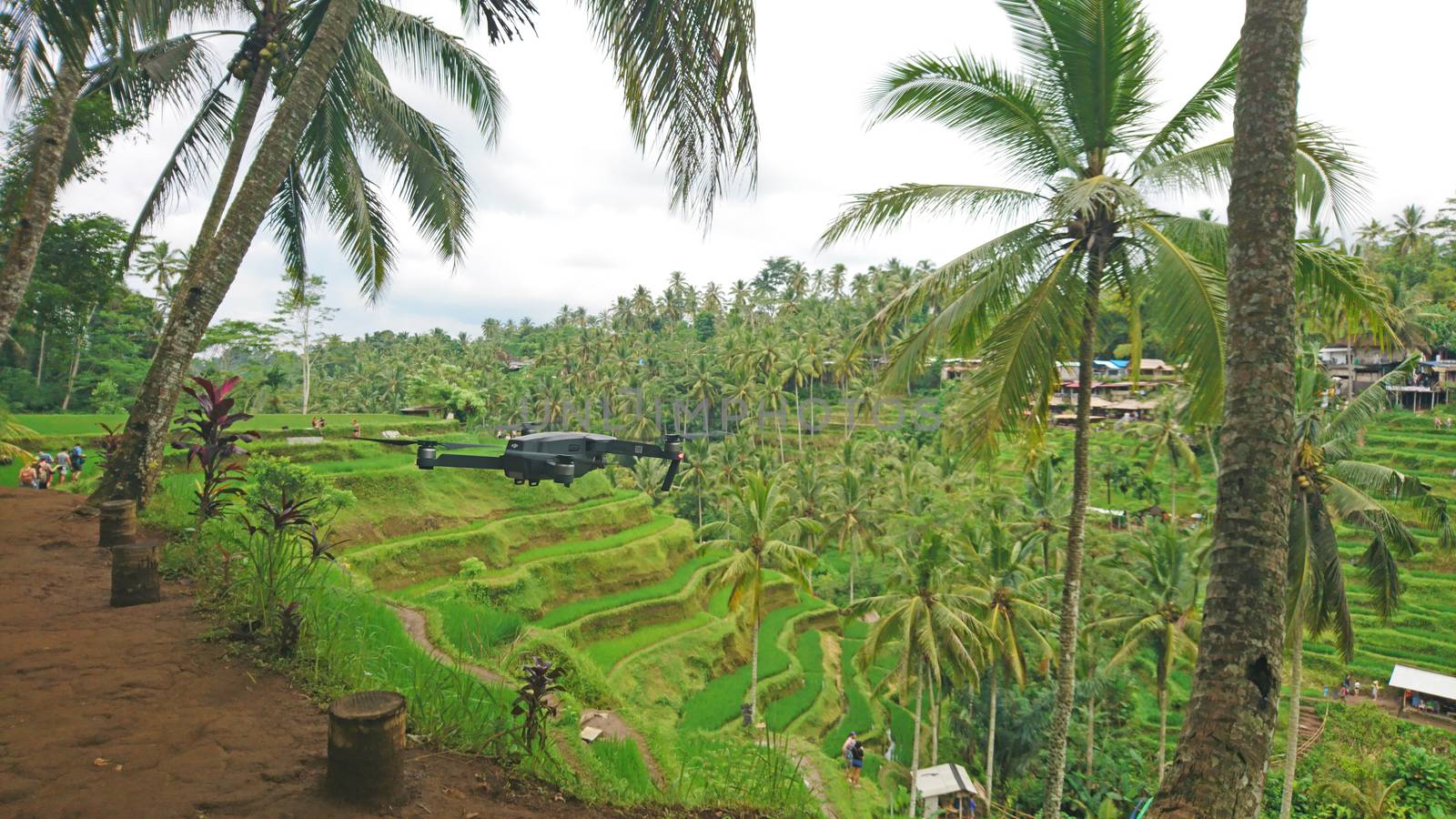 A DJI Mavic drone hovers in the air among palm trees and rice terraces. Green plantations of rice fields, tall palm trees and a quadrocopter shoots video. The process of shooting on the island of Bali